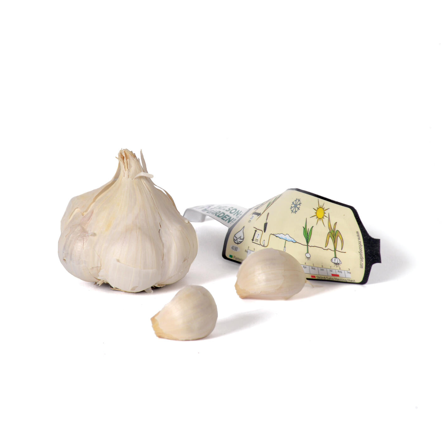 Vitlök 'Thermidrome'.